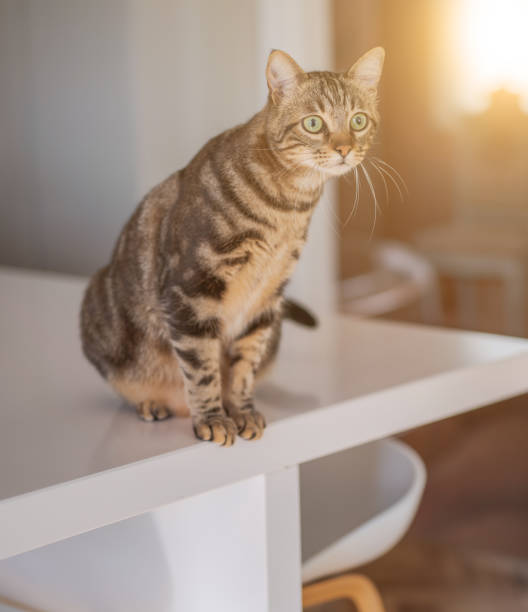 istock Beautiful short hair cat 1143489812
