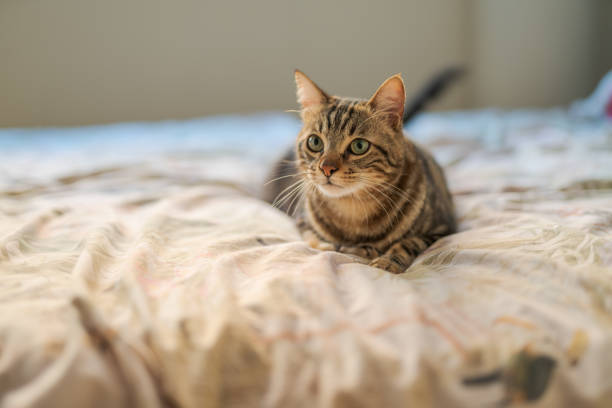 istock Beautiful short hair cat 1143489829