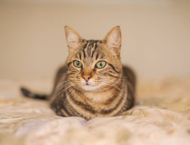 istock Beautiful short hair cat 1143489837