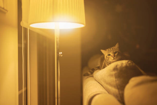 istock Beautiful short hair cat 1143489881