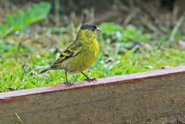 istock Black-chinned Siskin (Spinus barbatus) 1143489894