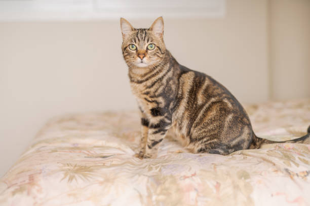 istock Beautiful short hair cat 1143489922