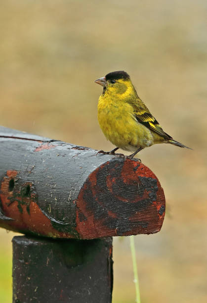 istock Black-chinned Siskin (Spinus barbatus) 1143489929