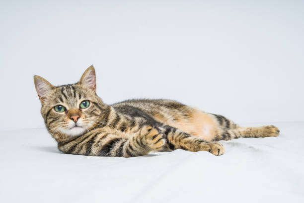 istock Beautiful short hair cat 1143489963