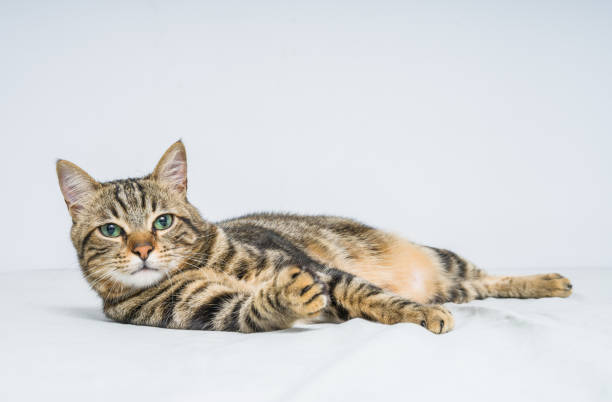 istock Beautiful short hair cat 1143490007