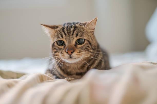 istock Beautiful short hair cat 1143490101