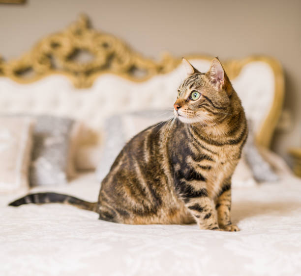 istock Beautiful short hair cat 1143490138
