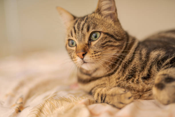 istock Beautiful short hair cat 1143490196