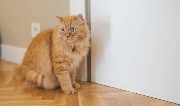 istock Beautiful ginger long hair cat 1143490242