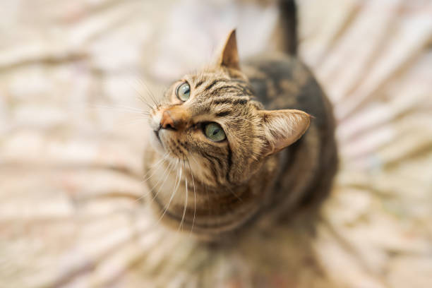 istock Beautiful short hair cat 1143490304