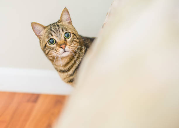istock Beautiful short hair cat 1143490344