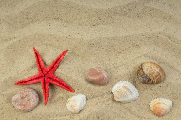 piasek na plaży, rozgwiazdy i kamyki jako tło. pojęcie odpoczynku. widok z góry. - abstract backdrop beach close up zdjęcia i obrazy z banku zdjęć