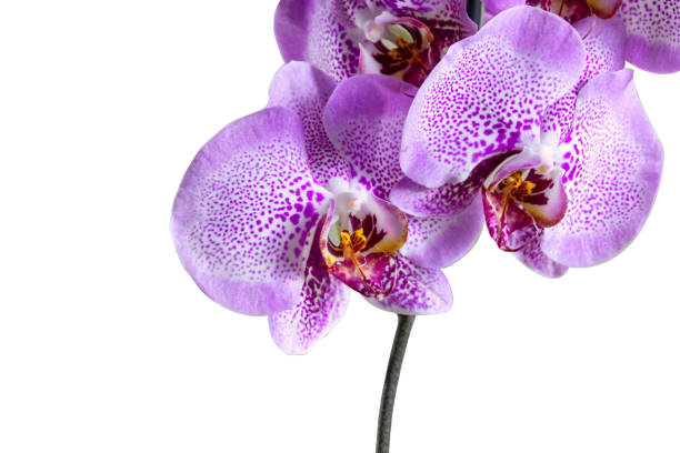 istock Purple Phalaenopsis Orchid flower isolated on white background. 1143491598