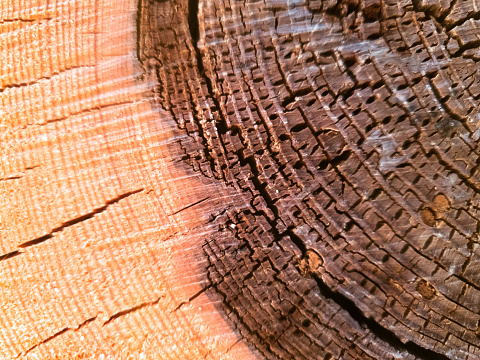 A close-up view of the surface of a tree bark