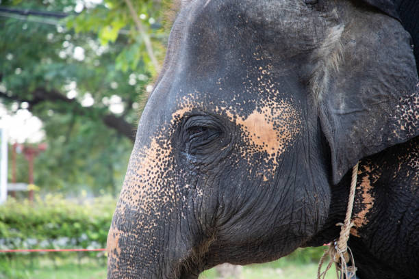 istock Elephant head shot with chains used for transportation 1143493463