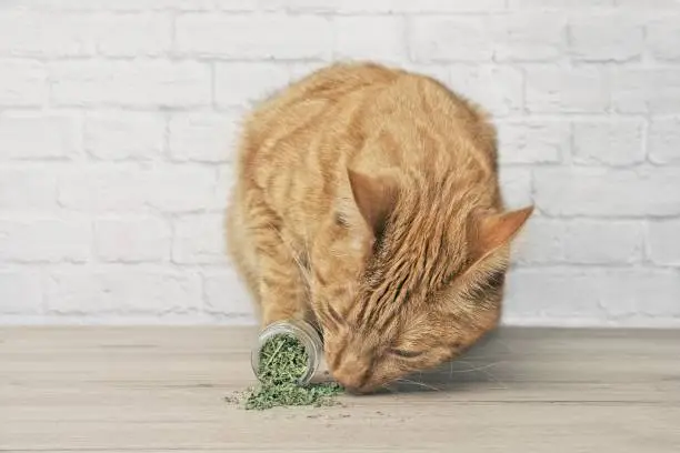 Cute ginger cat sniffing on dried catnip.