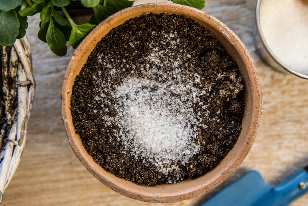 gránulos de gel de agua absorben agua y agua almacenada está disponible para liberar gradualmente a las raíces de la planta según sea necesario da un ambiente de crecimiento más saludable. previene el concepto de sobre y bajo riego, estudio de tiro. - water retention fotografías e imágenes de stock