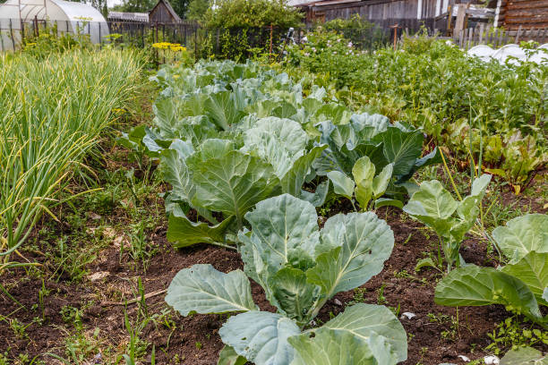 istock cabbage in the garden 1143496091