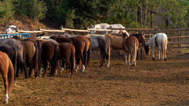 istock Wild West Horse Corral Horses Behinds 1143497867