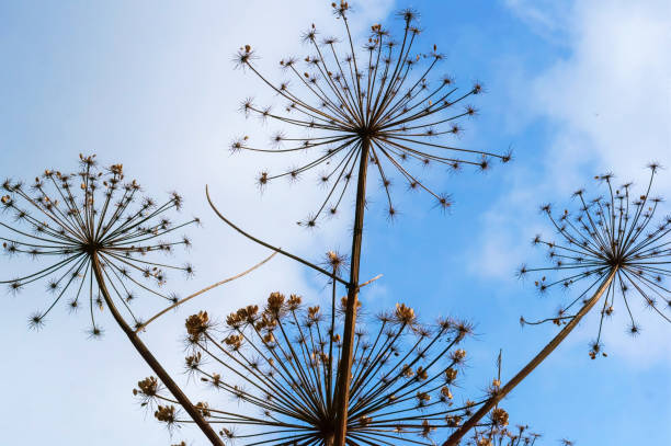 poisonous plant, dry inflorescences of a grass of a cow parsnip, Heracleum sosnowskyi, poisonous plant stock photo