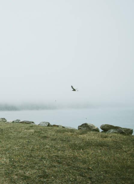 a bird flying through fog over the ocean - gulls in flight birds over water foggy scene with birds imagens e fotografias de stock