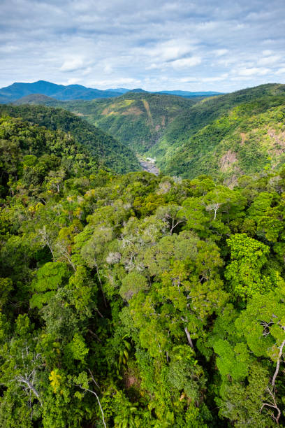 istock Canopy Layer, Tropical Rainforest, Queensland, Australia 1143499546