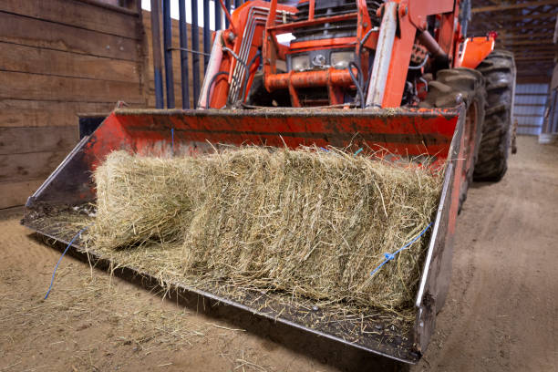 istock Tractor Moving Hay in Livestock Barn 1143499637