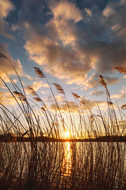 istock Sunset And Reeds In Surrey 1143499832