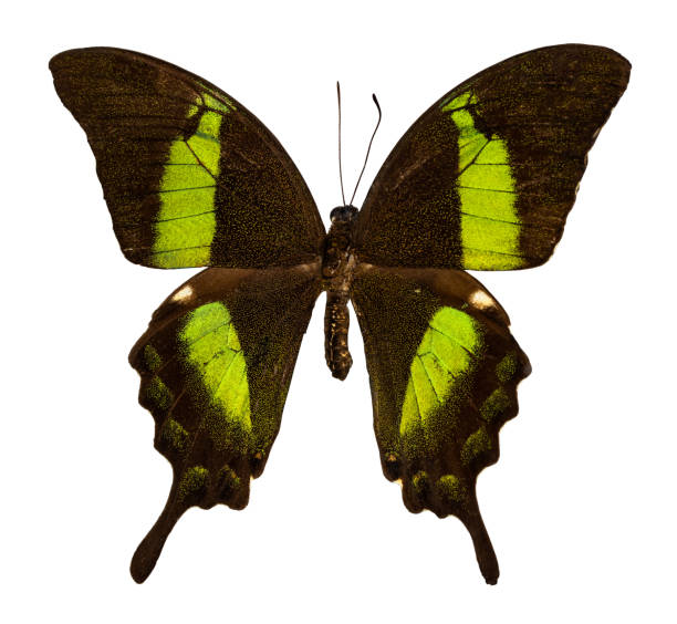 istock Color butterfly, isolated on white background with clipping path, Papilio palinurus 1143500723