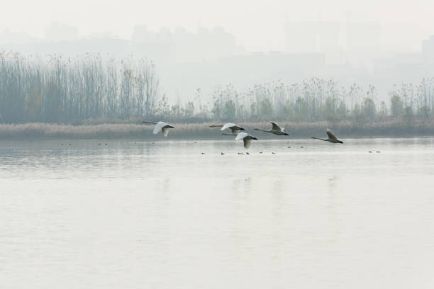 Swan flying in the air