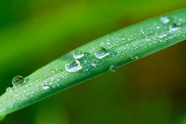 istock Leaf with drops of water. Diagonal image. Can be used as background. Free space for text 1143501432
