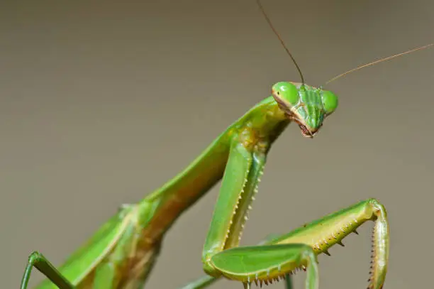 Photo of Praying Mantis