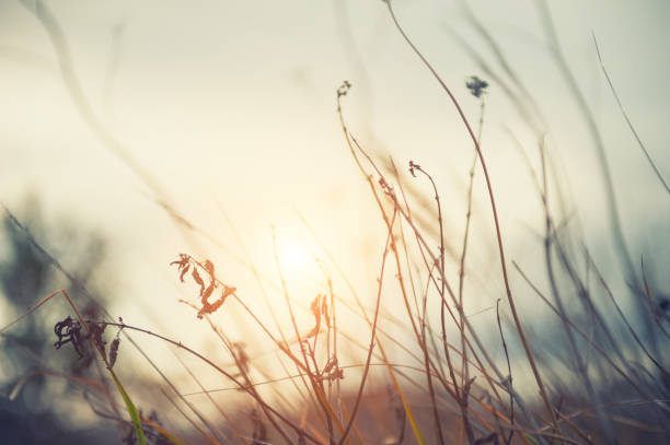 istock Dry plants in autumn forest at sunset. 1143502070
