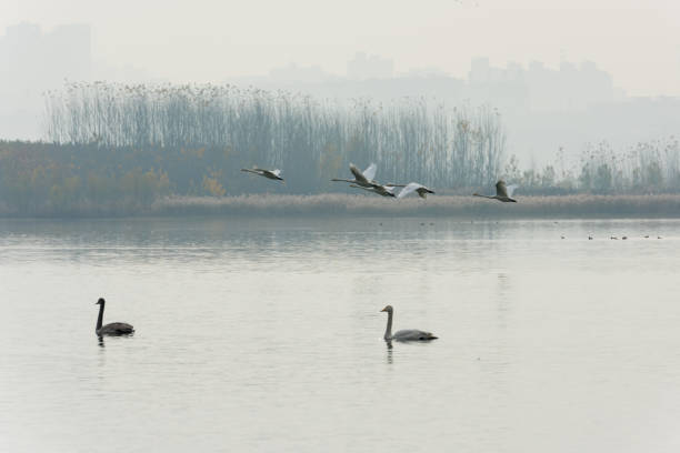 istock Swan flying in the air 1143503206