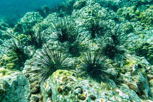 A group of Black Long Spined Sea Urchins (Diadema setosum) are gathered underwater.  Their spines are mildly venomous and the cause of many injuries due to being stepped on.  This image was taken whilst scuba diving in the Andaman Sea, Thailand, and is a typical scene on many dive sites.