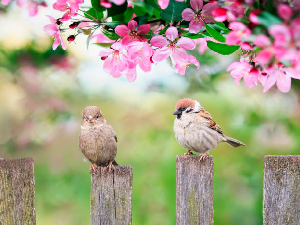 schöner natürlicher hintergrund mit vögeln spatzen sitzen auf einem hölzernen zaun in einem rustikalen garten, umgeben von rosa blumen veto-apfel an einem sonnigen tag im frühling - young animal nature outdoors branch stock-fotos und bilder