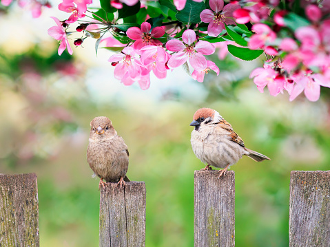 beautiful natural background with birds sparrows sit on a wooden fence in a rustic garden surrounded by pink flowers veto apple on a sunny day in spring