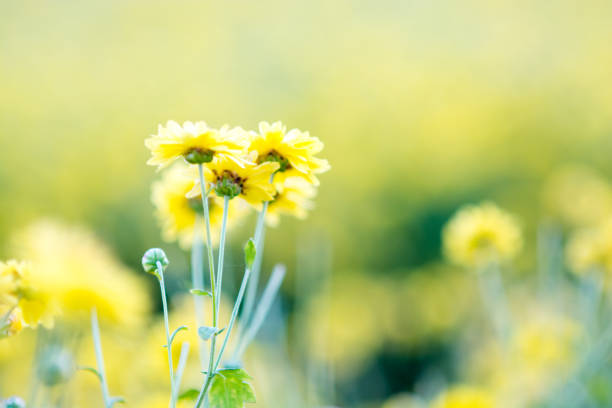 istock Yellow chrysanthemum flowers 1143505325