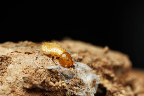 istock Termite on the wood. Concept team work together. 1143506161