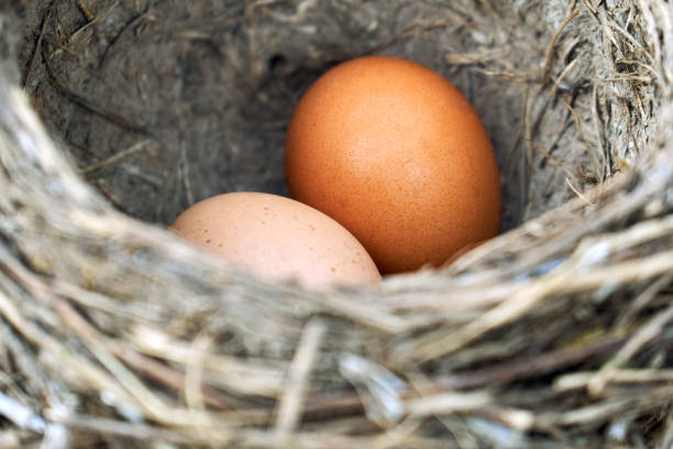 istock Two chicken eggs lying in a real bird nest 1143506219