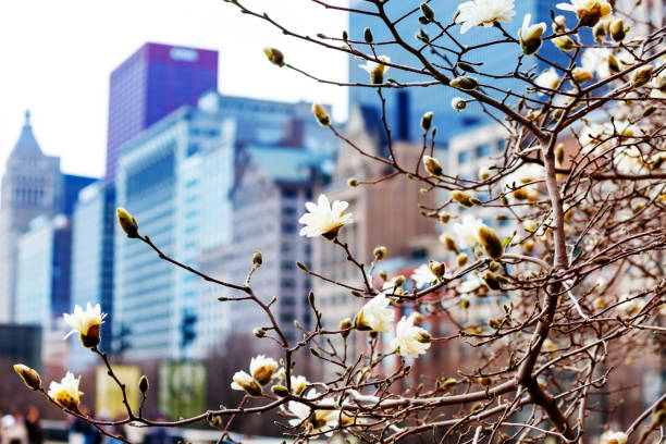 Spring flowers in City of Chicago with downtown on background, Illinois, USA