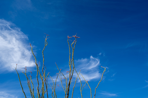 Simple, negative space view of Ocotillo spines and canes, leafing and in bloom, against the blue sky