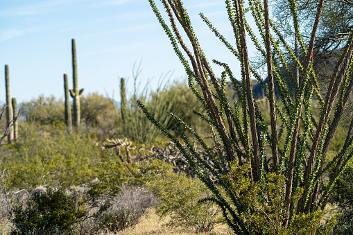 Close up of Ocotillo leafing spines, with saguaros cactus blurred in the background. Taken at Organ Pipe National Monument in Arizona
