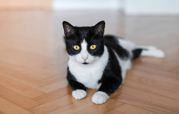 istock Blak and white cat lying on parquet floor 1143507586