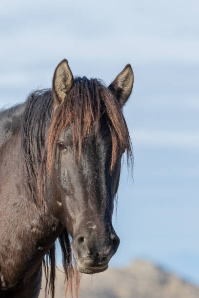 istock Wild Horse Portrait 1143507608