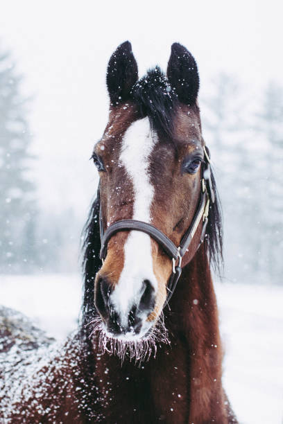 istock Snowy Horse Headshot 1143507609