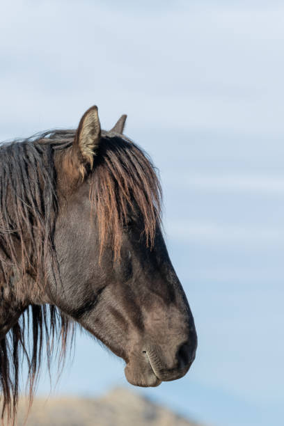 istock Wild Horse Portrait 1143507870