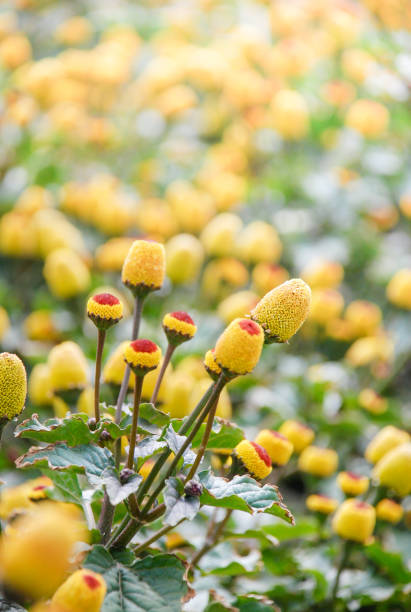 spilanthes oleracea - cress fotografías e imágenes de stock