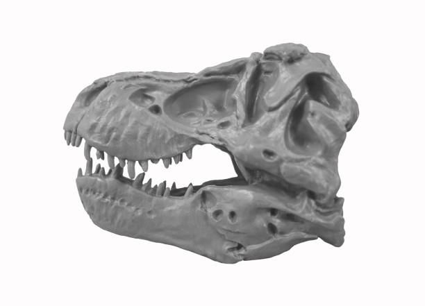 istock T-Rex Tyrannosaurus Rex skull 1143508012