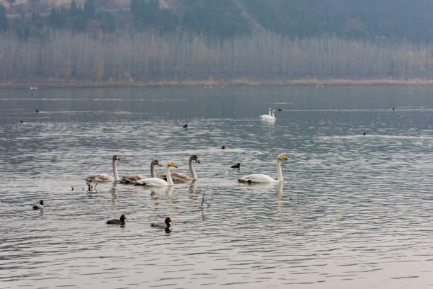 istock The white swan swimming 1143508928
